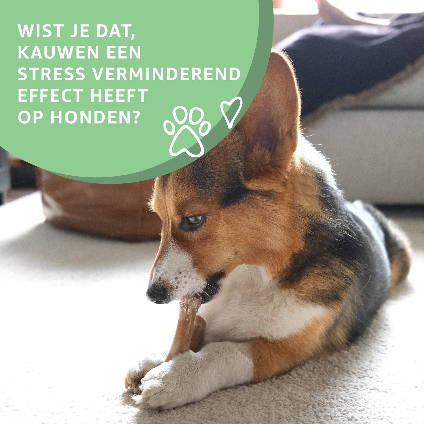 Bullepezen-2