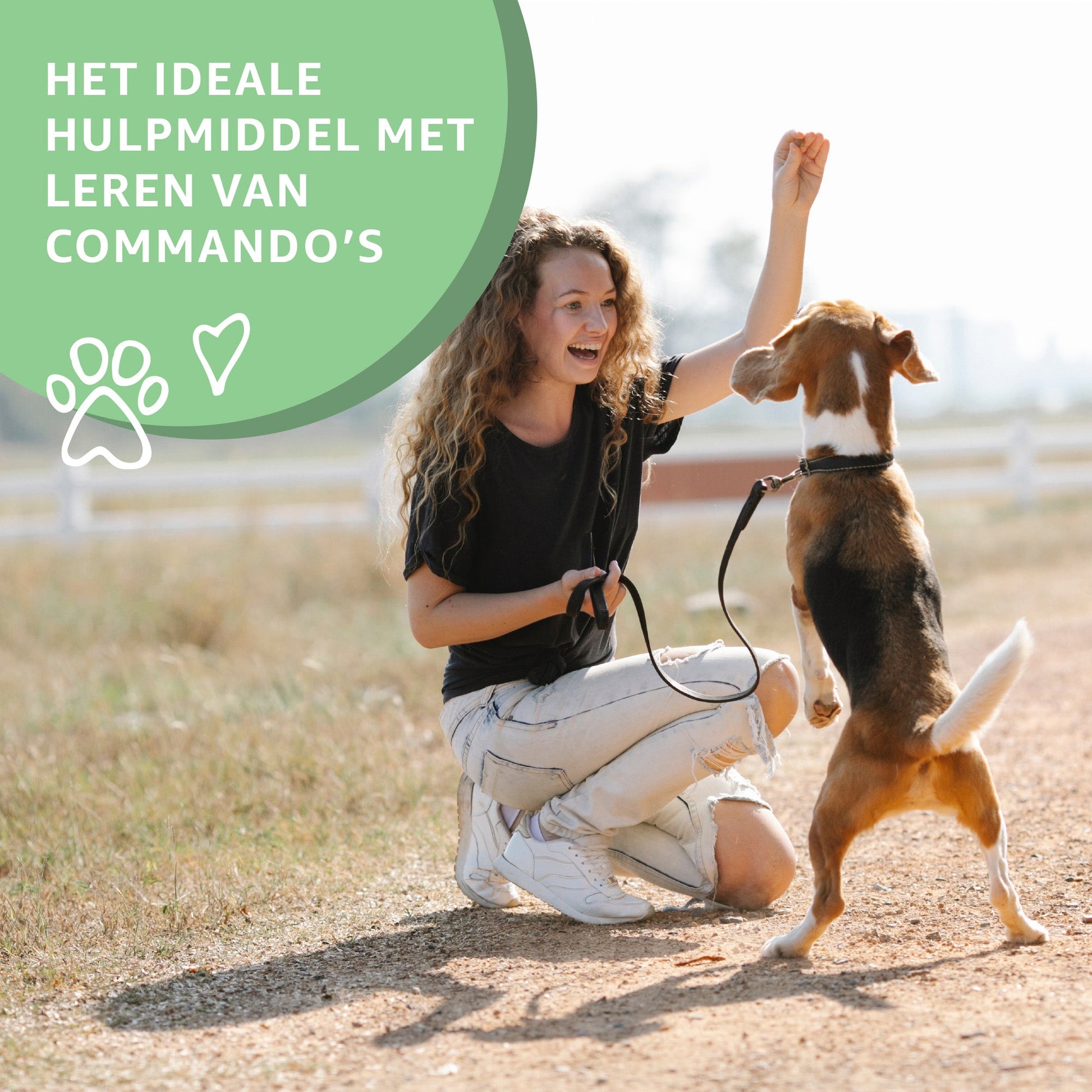 Paarden Trainers-2